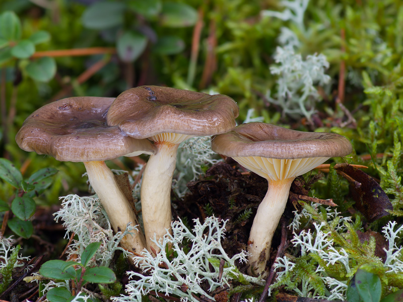 Hygrophorus hypothejus